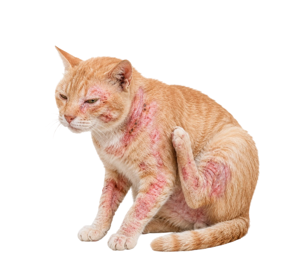 Skin Issues