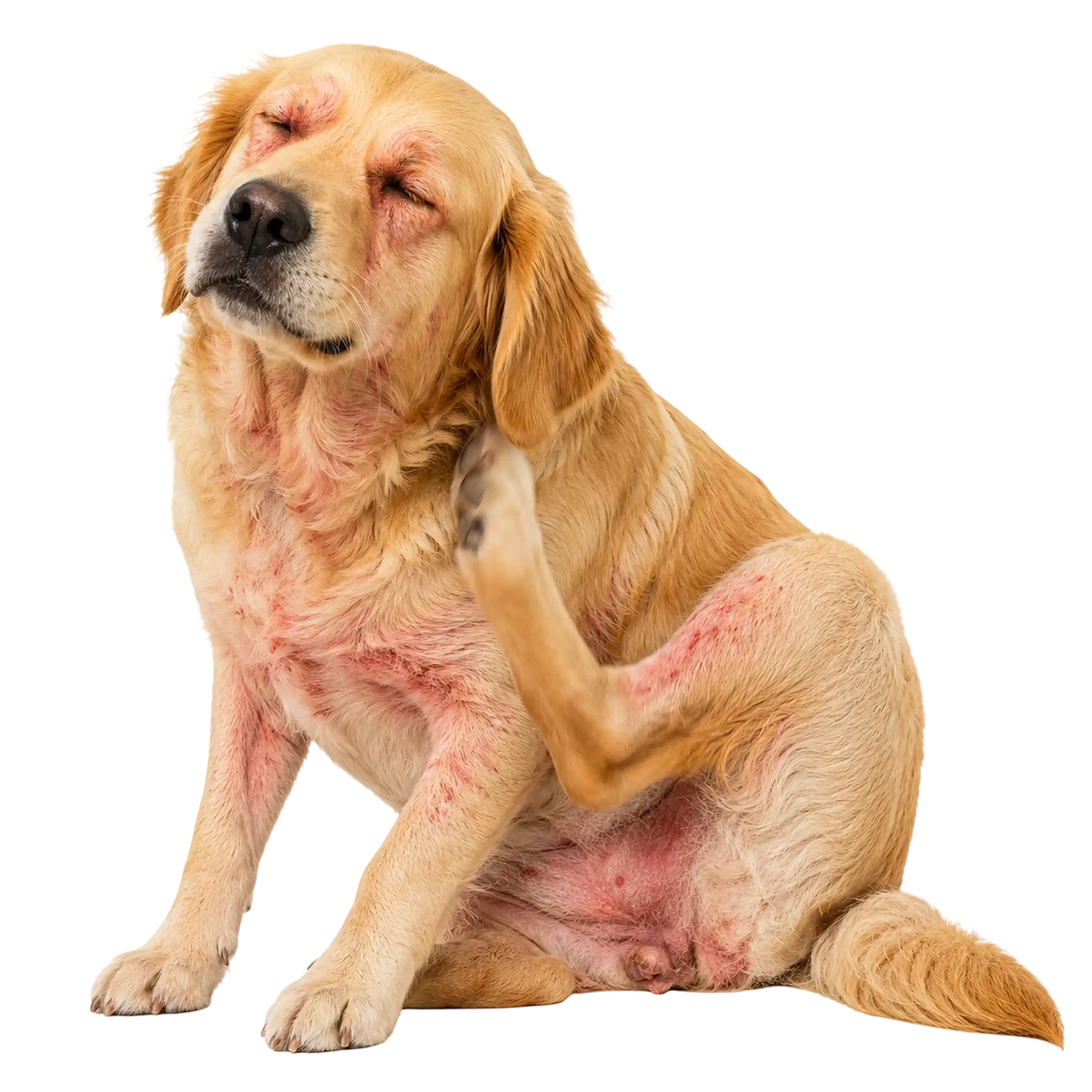 Treat Your Dog’s Allergies From Home with An Online Vet Consultation