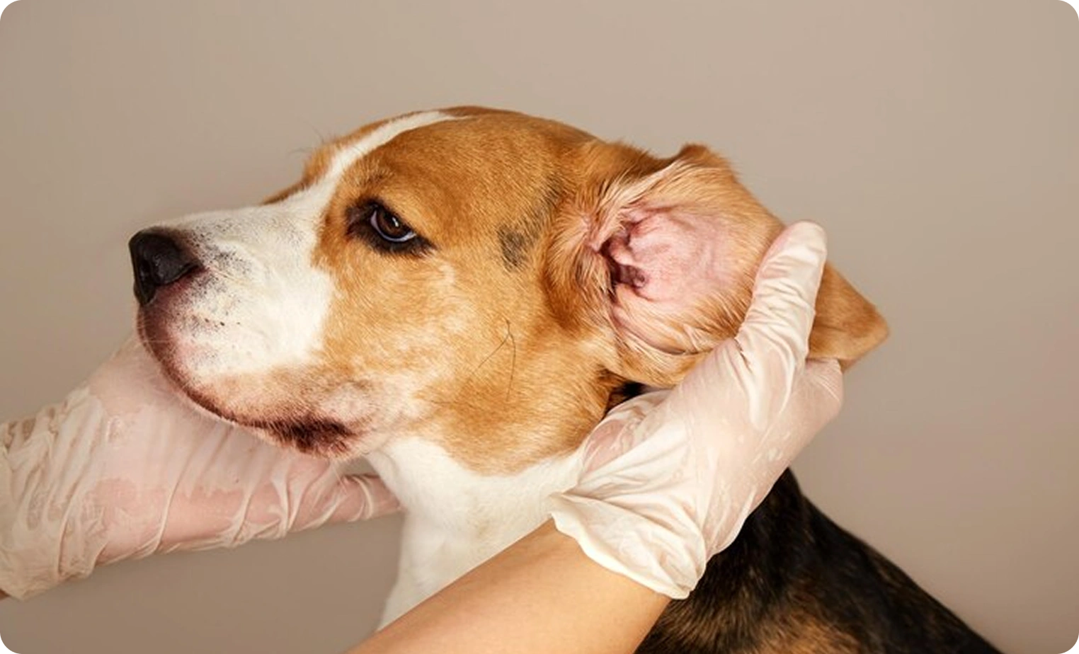 Ear Allergies