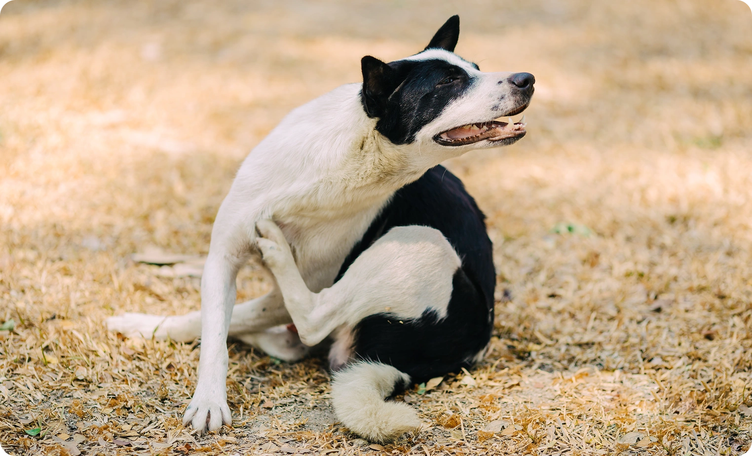 Flea Allergies