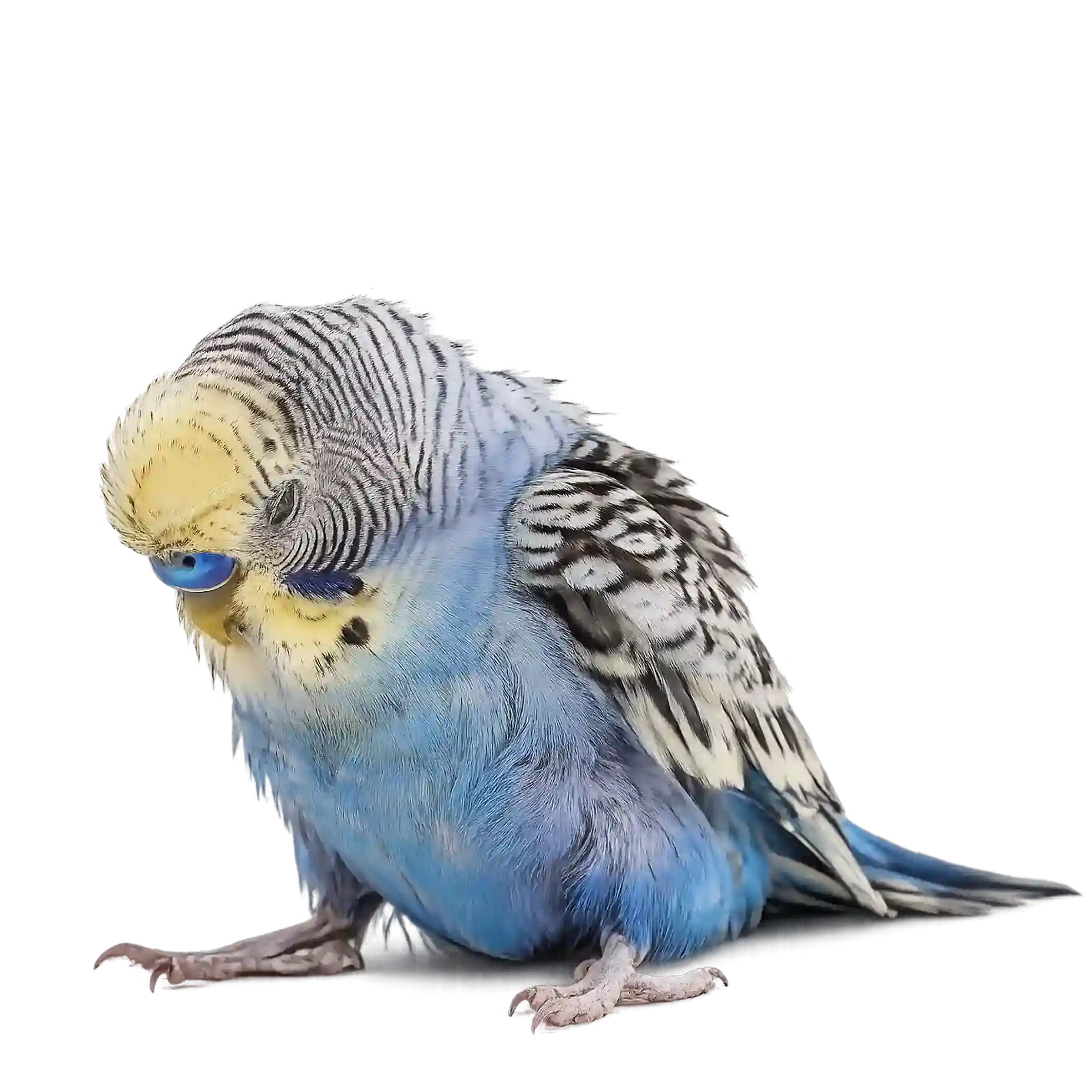 Is Your Bird Weak, Tired, Or Less Active Than Usual? Consult An Avian Vet Online