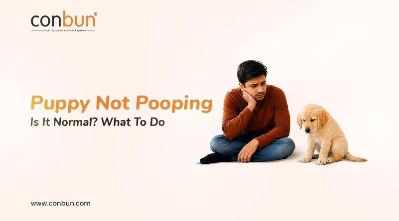 Puppy Not Pooping - Is It Normal? What To Do
