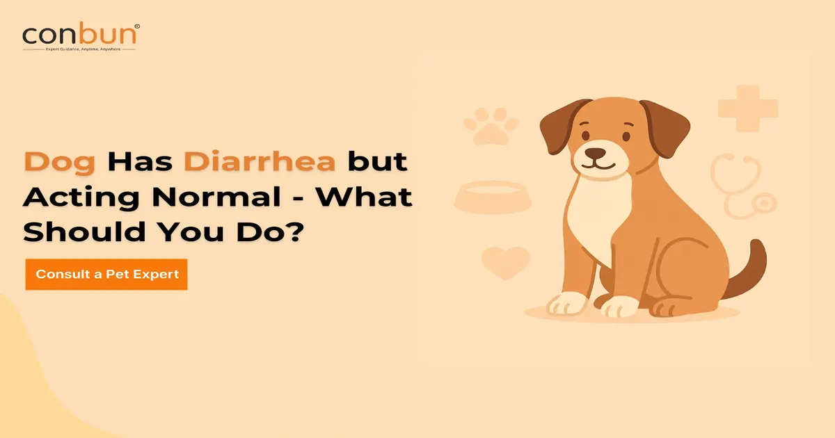Dog Has Diarrhea but Acting Normal - What Should You Do?