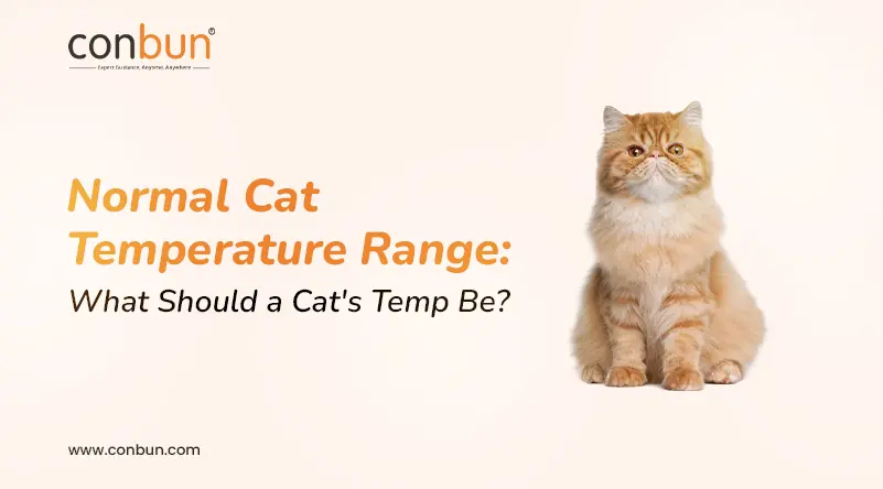 Normal Cat Temperature Range: What Should a Cat's Temp Be?