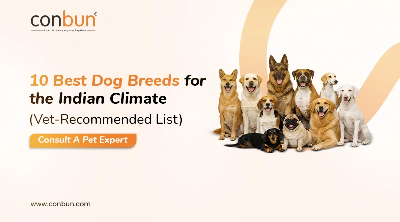 10 Best Dog Breeds for the Indian Climate (Vet-Recommended List)