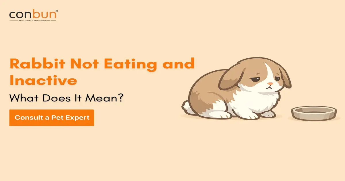 Rabbit Not Eating and Inactive – What Does It Mean?