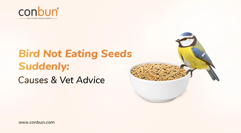 Bird Not Eating Seeds Suddenly: Causes & Vet Advice