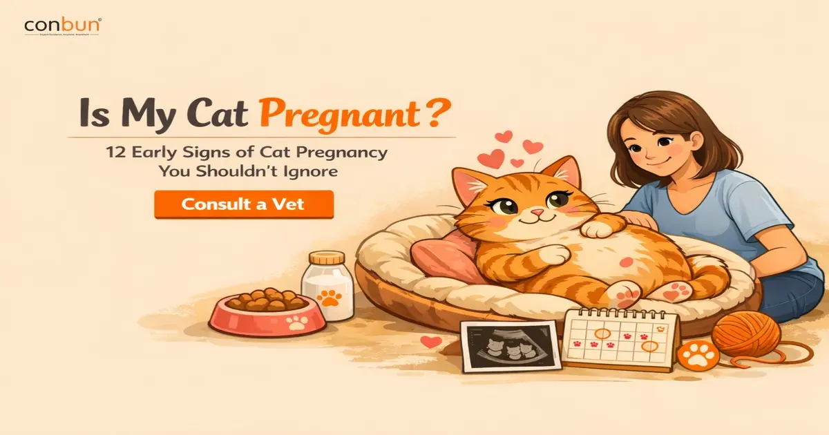 Is My Cat Pregnant? 12 Early Signs of Cat Pregnancy You Shouldn’t Ignore