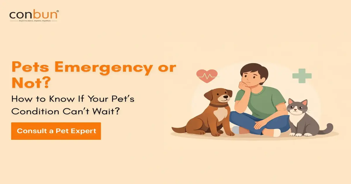 Pets Emergency or Not? How to Know If Your Pet’s Condition Can’t Wait