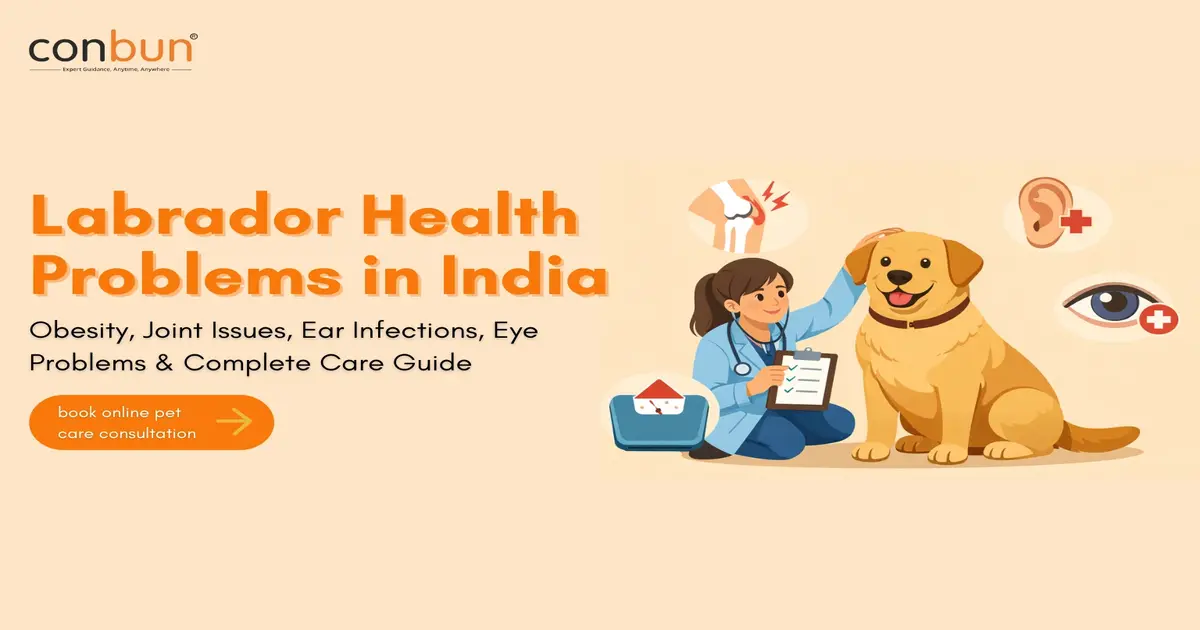 Labrador Health Problems in India: Obesity, Joint Issues, Ear Infections, Eye Problems & Complete Care Guide