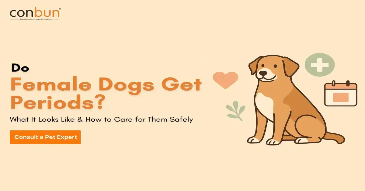 Do Female Dogs Get Periods? What It Looks Like & How to Care for Them Safely