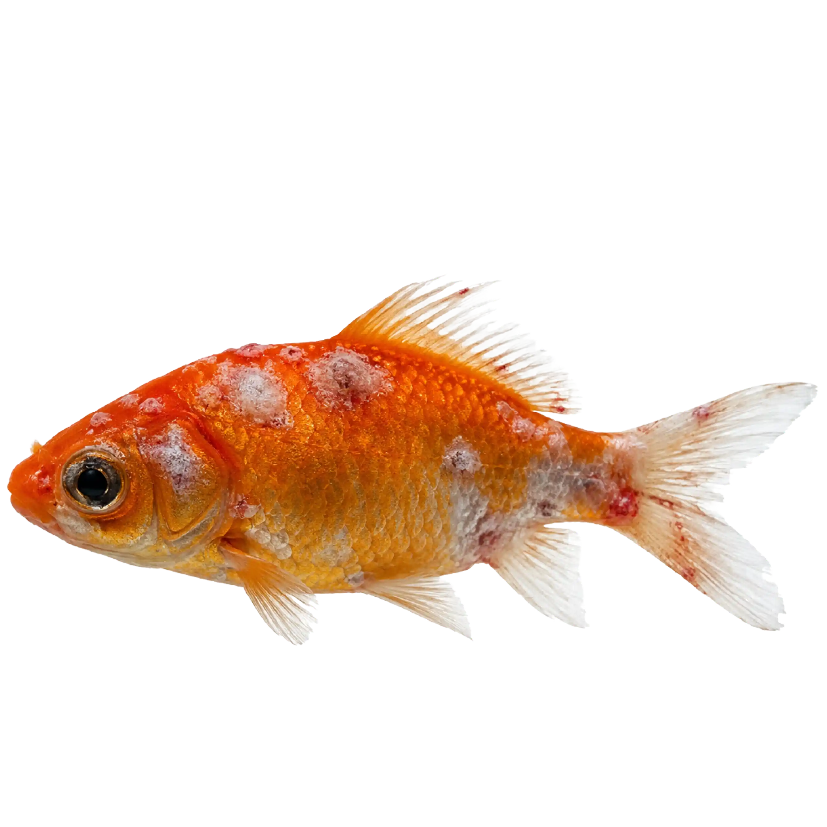 Protect Your Fish from Allergies & Water Irritation with Online Veterinary Consultations
