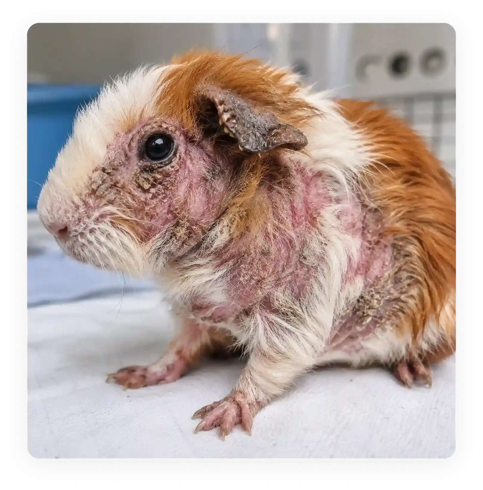 Mange