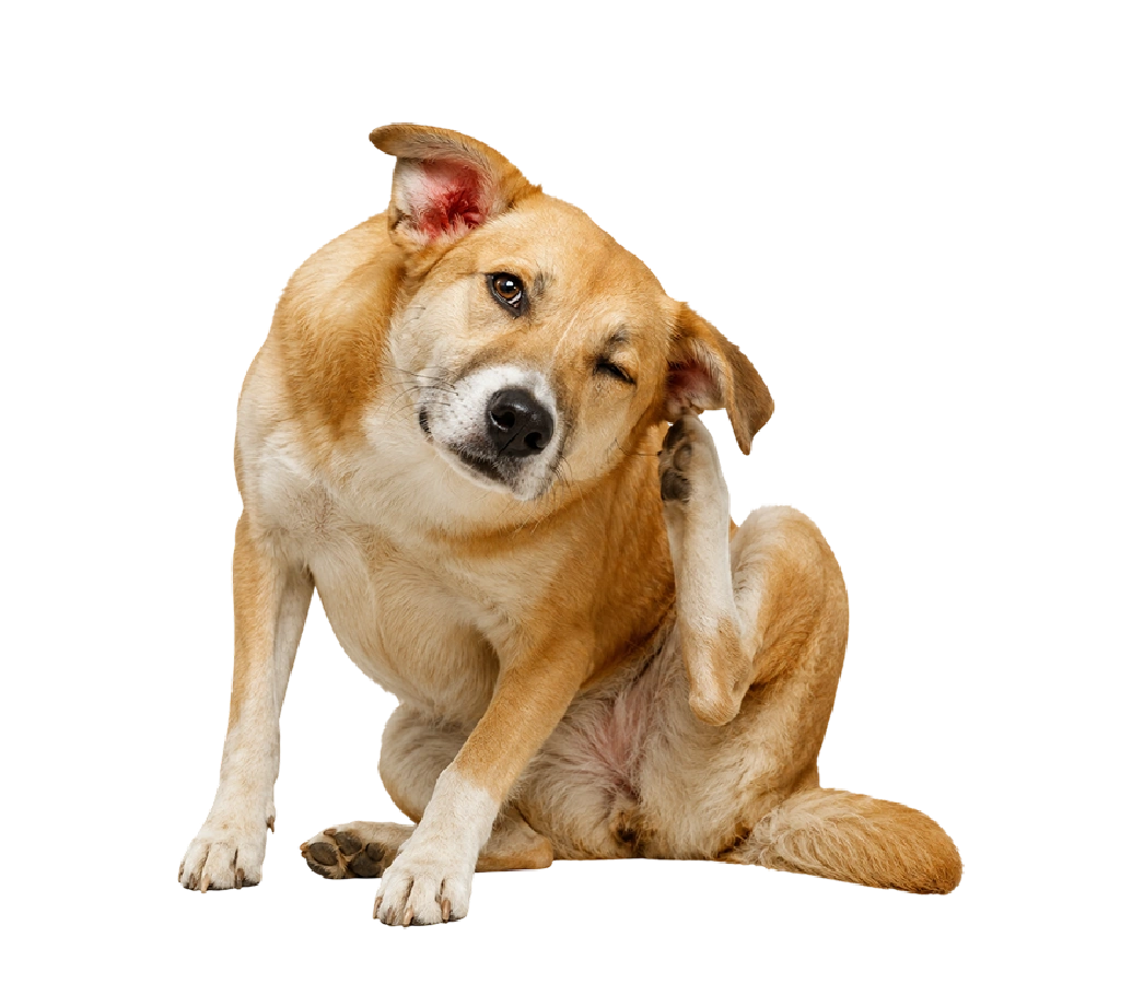 Ear infections 