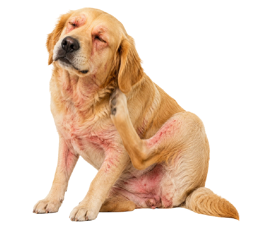 Allergies