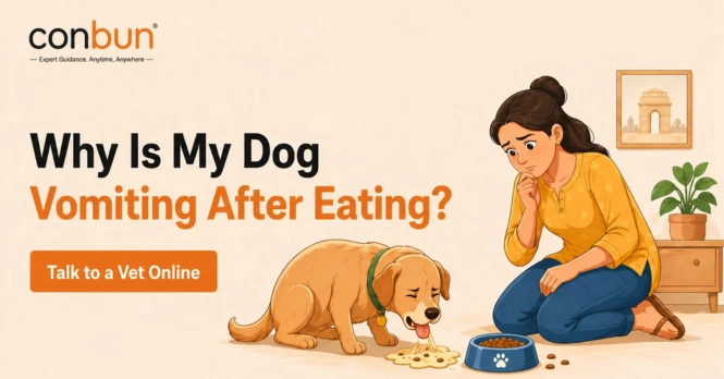 Dog Vomiting Emergency: When to Rush to the Vet Immediately