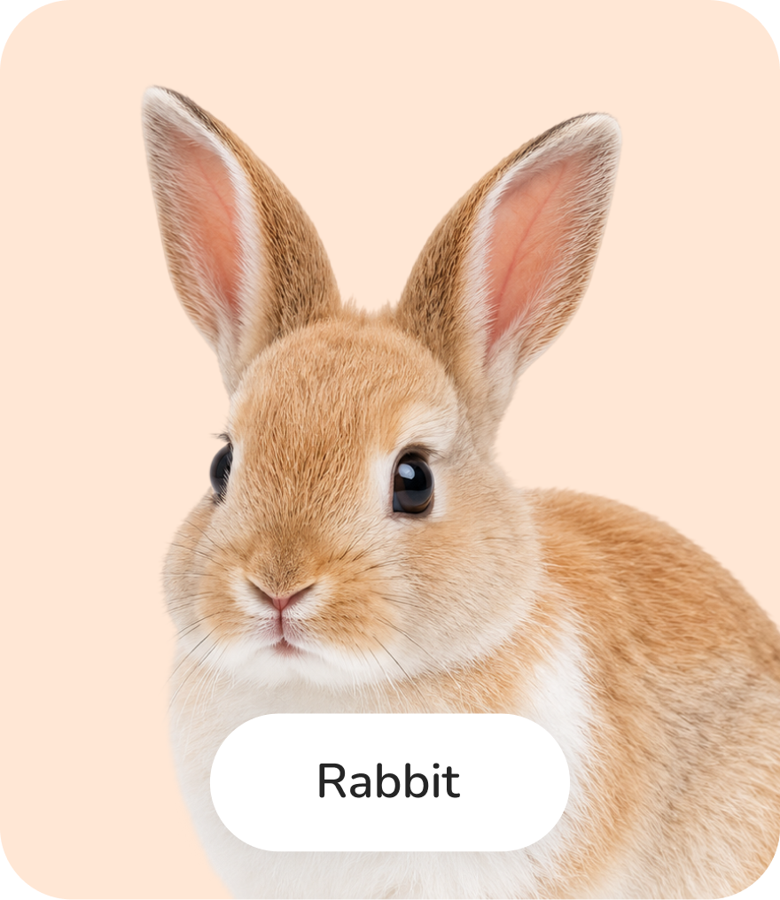Rabbits