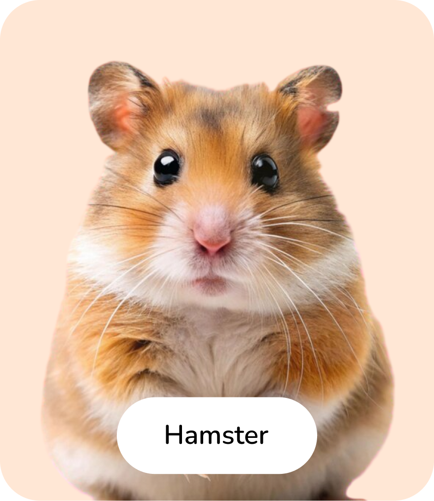 Hamsters