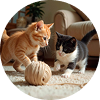 Cats