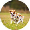 Dogs