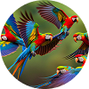 Birds