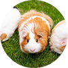 Hamster