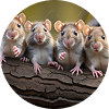 Rat