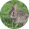 Rabbits