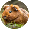 Guinea Pig