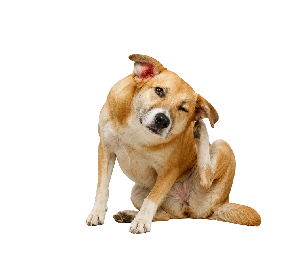 Ear infections