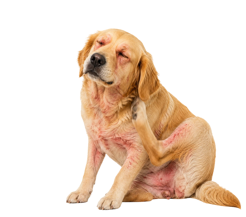 Allergies