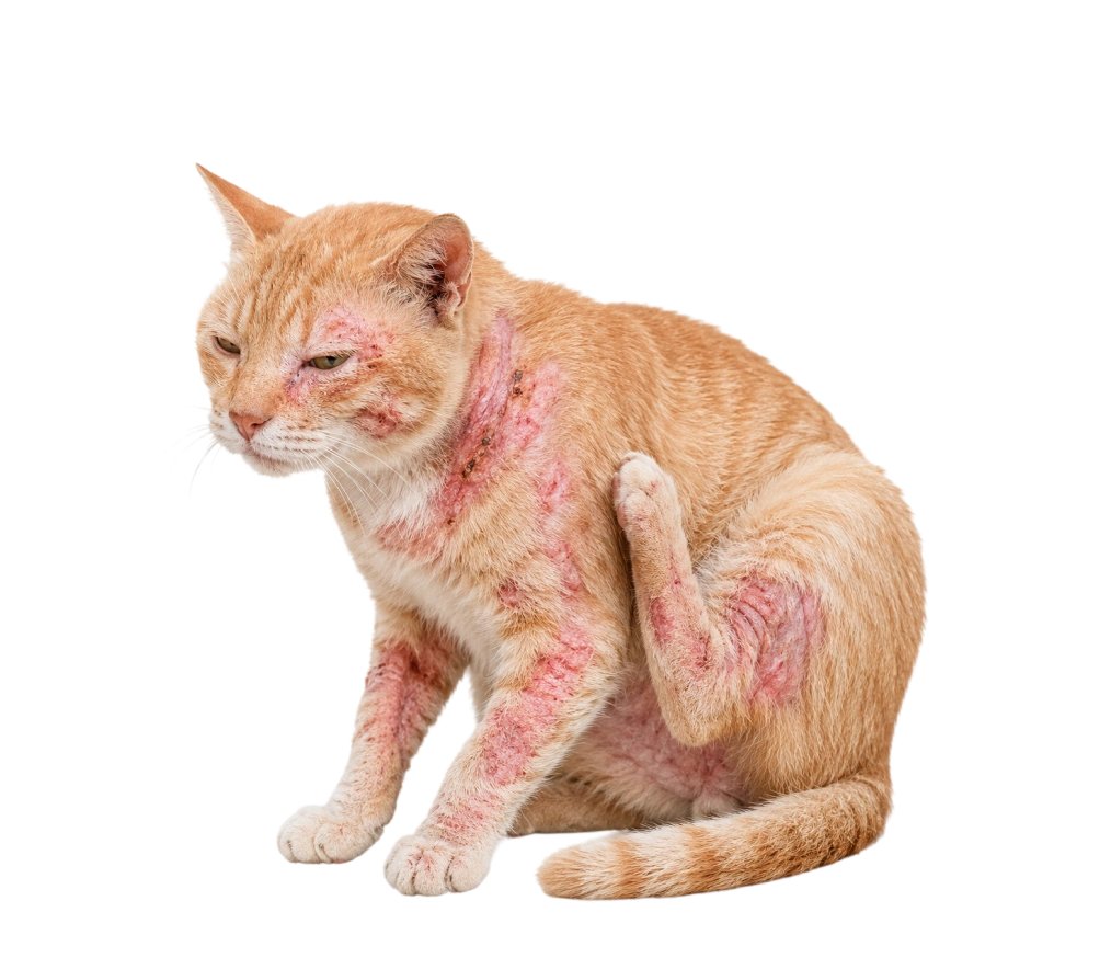 Skin Issues